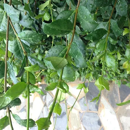 Naiada דירה