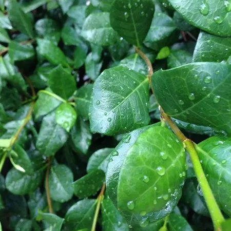 Naiada * Милина